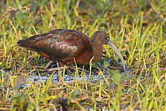 Glossy Ibis